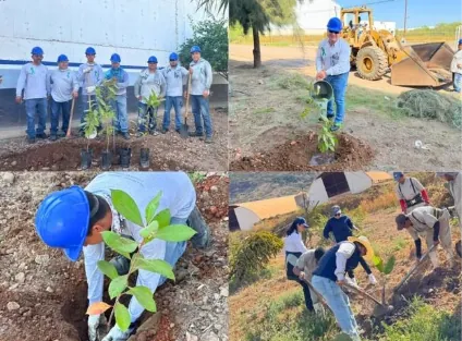 Colaboradores participan en jornada de voluntariado para el cuidado de los bosques, foto 4
