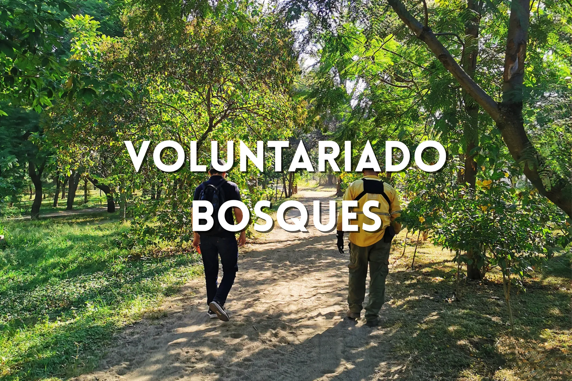 Colaboradores participan en jornada de voluntariado para el cuidado de los bosques